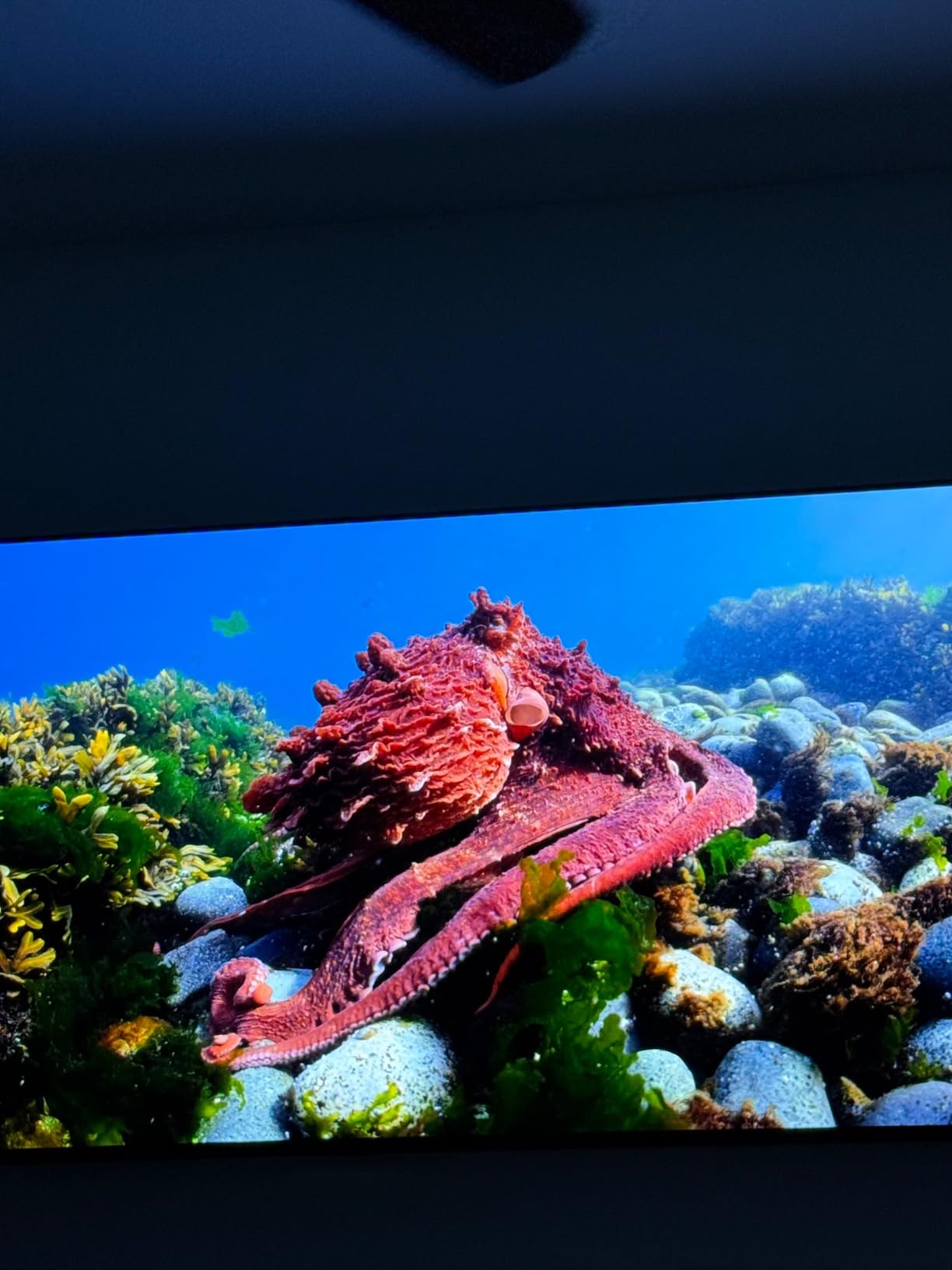 Samsung 77-Inch Class OLED 4K S85D Series HDR Smart TV w/Dolby Atmos, Object Tracking Sound Lite, Laser Slim Design, Motion Xcelerator, Real Depth Enhancer, Alexa Built-in (QN77S85D, 2024 Model) customer photo 1