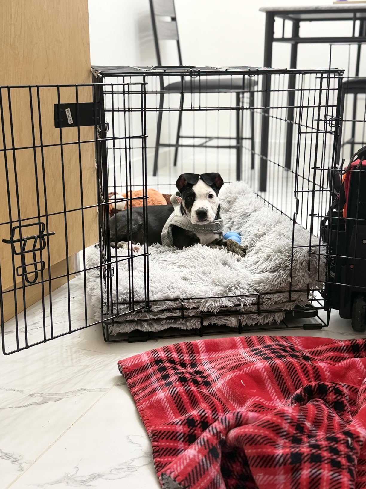 MidWest Homes for Pets 48-Inch iCrate for Extra-Large Breeds, 90-110 lbs, Single Door Folding Dog Crate with Divider Panel, Leak-Proof Tray & Secure Latches, Portable, Durable & Easy to Assemble customer photo 2