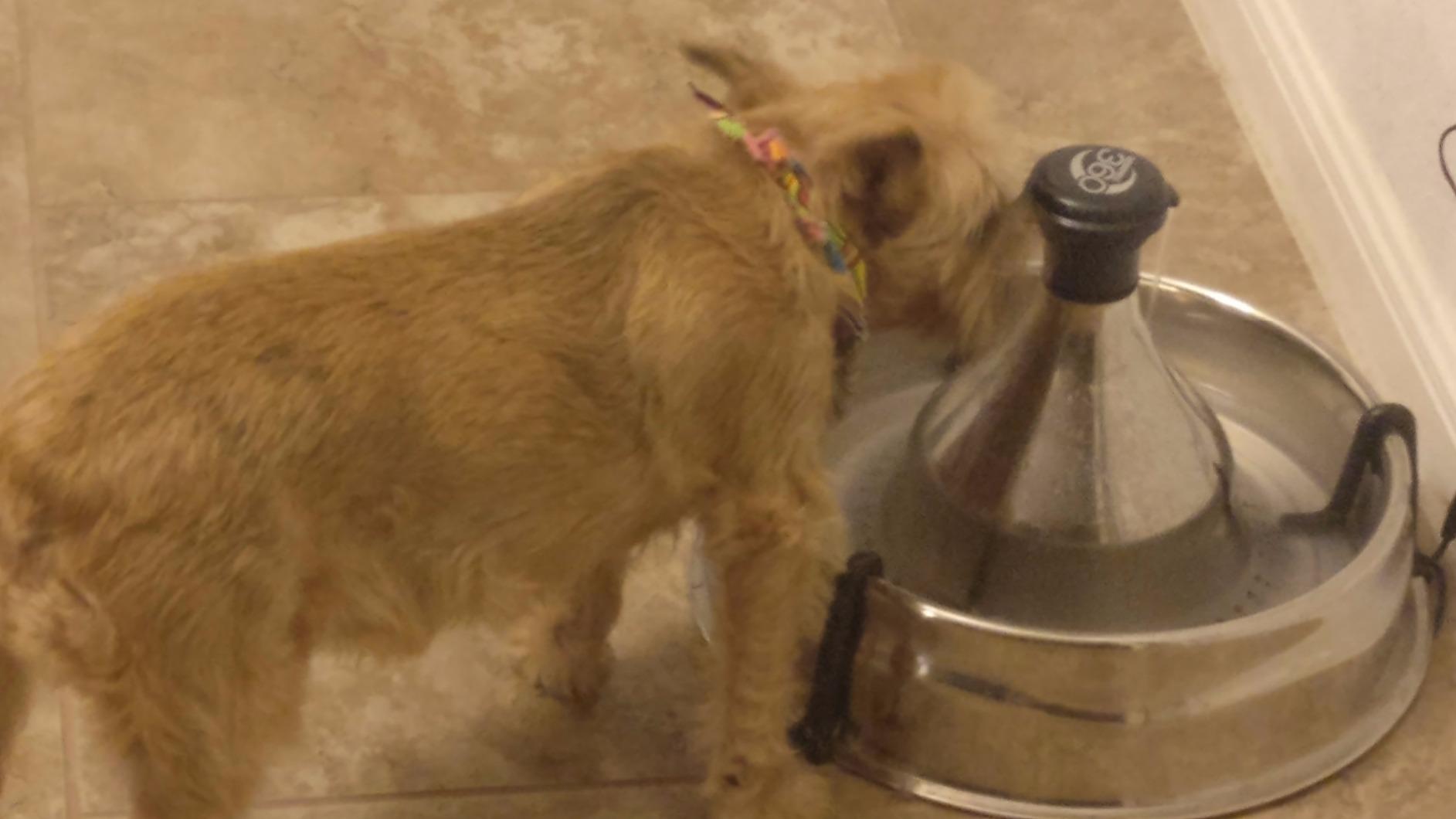 Drinkwell Stainless Multi-Pet Fountain, red, 8 lb | Customizable 1-5 Water Streams, Rust/Scratch-Resistant Stainless Steel, Carbon and Foam Filters Included customer photo 2