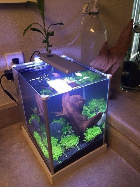 Fluval SPEC Aquarium Kit, Aquarium with LED Lighting and 3-Stage Filtration System, 5-Gallon customer photo 1