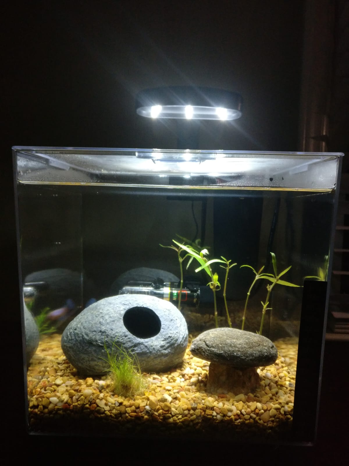 Tetra Cube 3 Gallon Starter Fish Tank Kit | Aquarium Kit Includes LEDs, Acrylic Tank, Filter & Cartridge customer photo 2