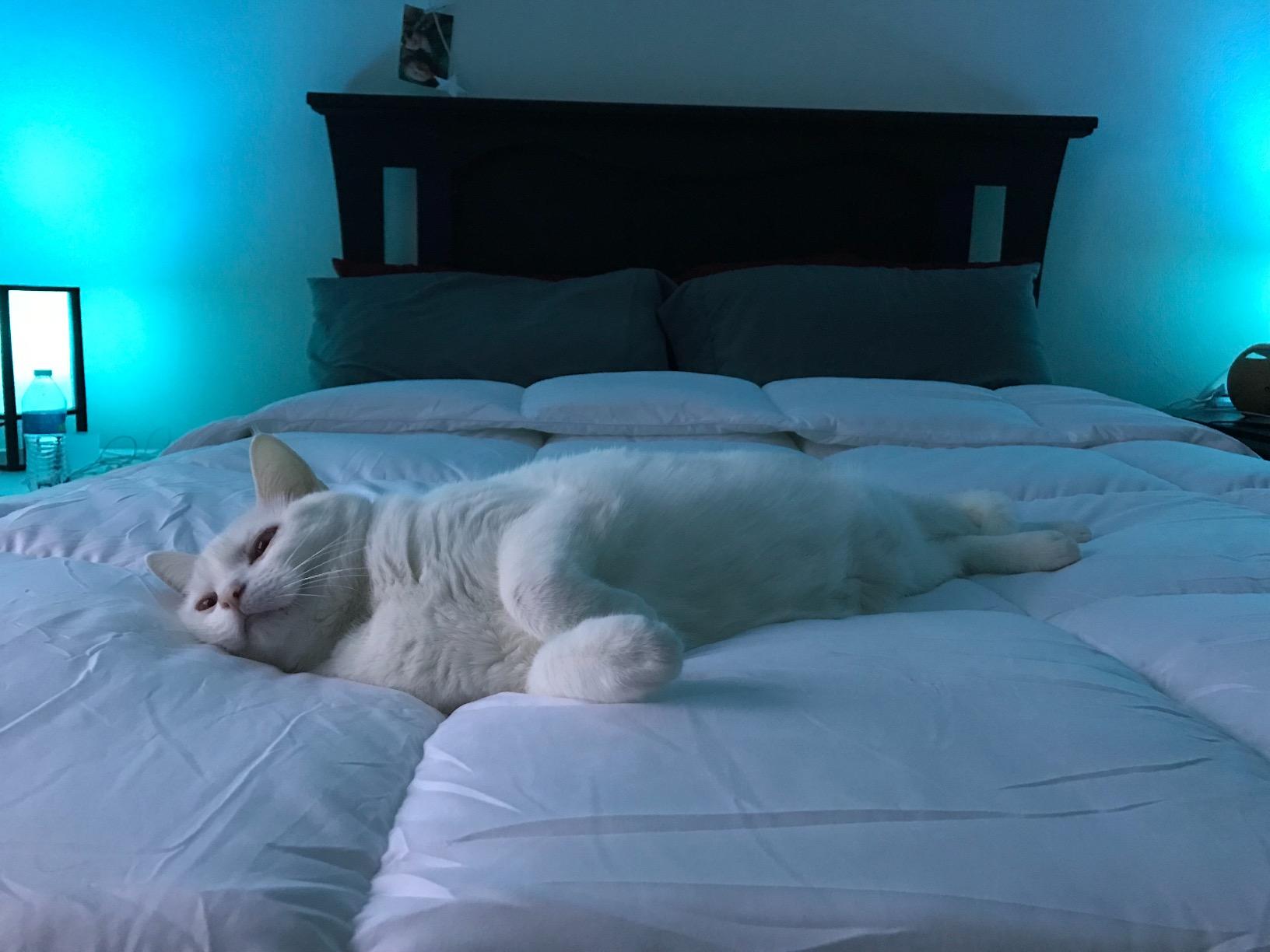 Utopia Bedding Queen Comforter, Duvet Insert, White, 88 x 88 Inches | Soft and Fluffy Down Alternative Bed Comforter, All Season, Breathable, Corner Tabs, Box Stitched, Machine Washable customer photo 2