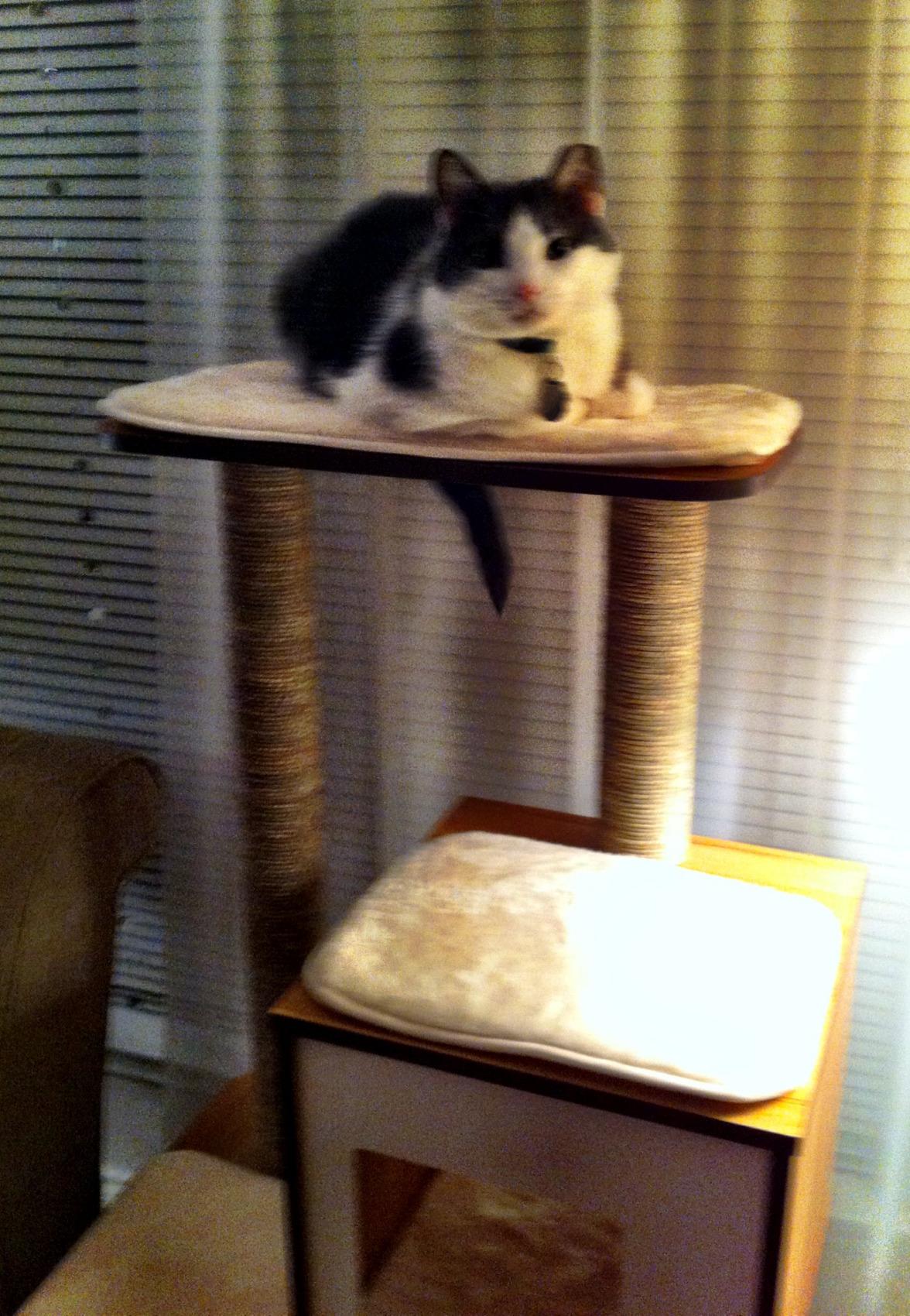 Vesper Cat Tree, High Base, Walnut, 52045 customer photo 2
