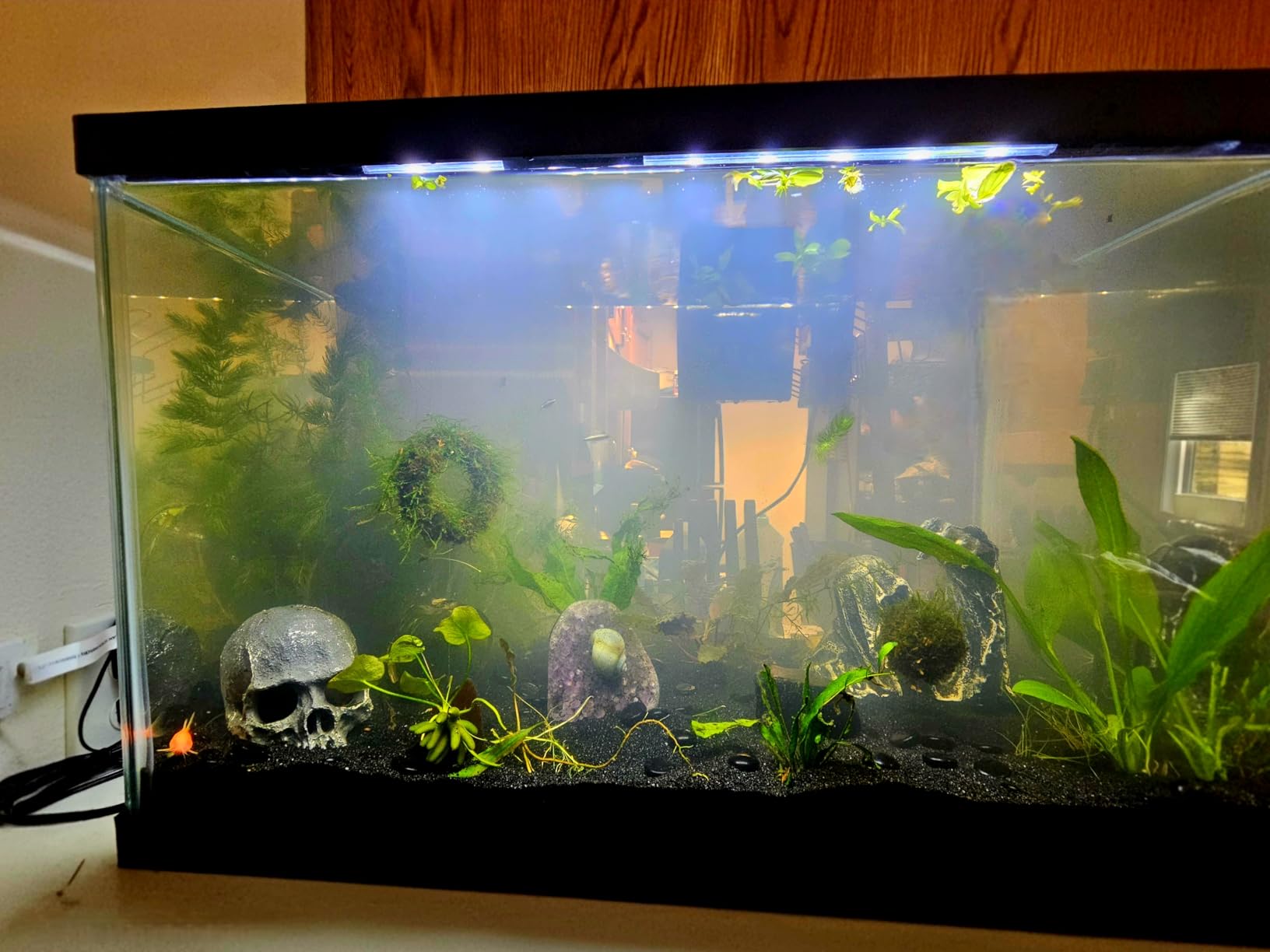 Tetra 20 Gallon Complete Tropical Fish Tank Kit customer photo 1