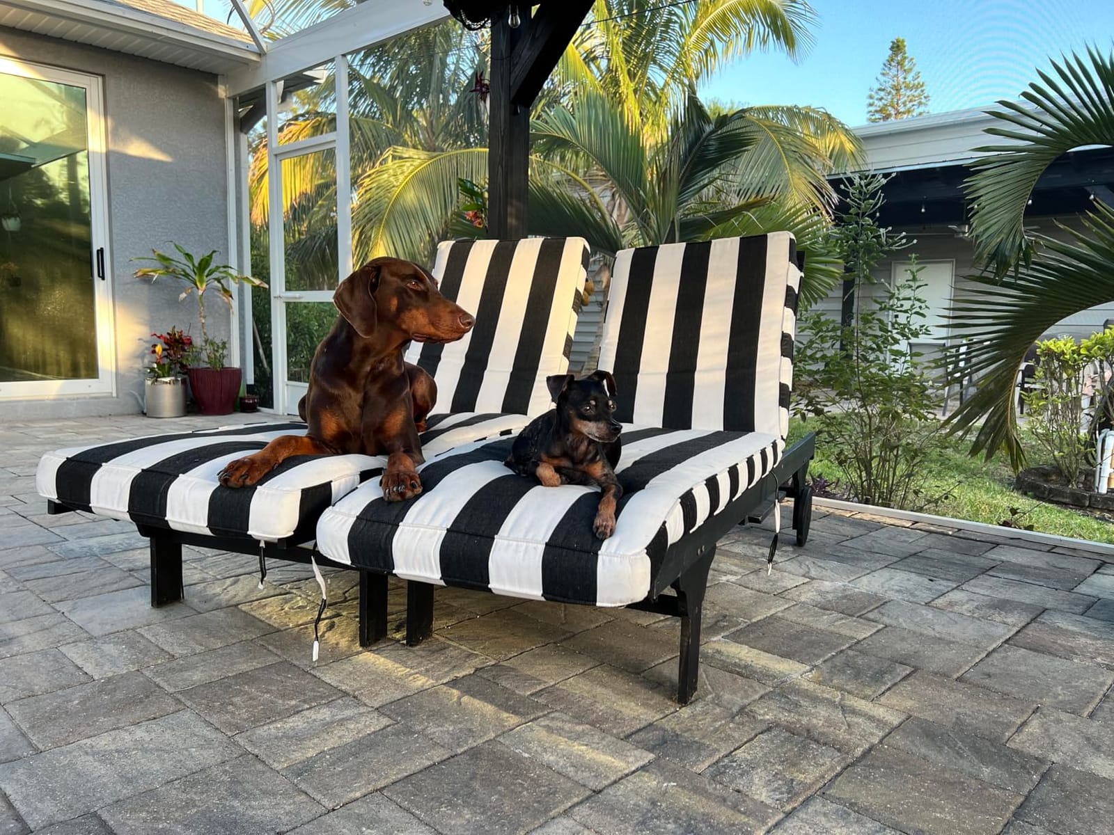 SAFAVIEH Outdoor Collection Newport Natural/ Beige Cushion Built-in Side Table Adjustable Chaise Lounge Chair | Solid Wood, Cushion Included, Pull-Out Side Table, Adjustable Backrest, Wheeled Design, Easy Assembly, Patio, Poolside customer photo 2