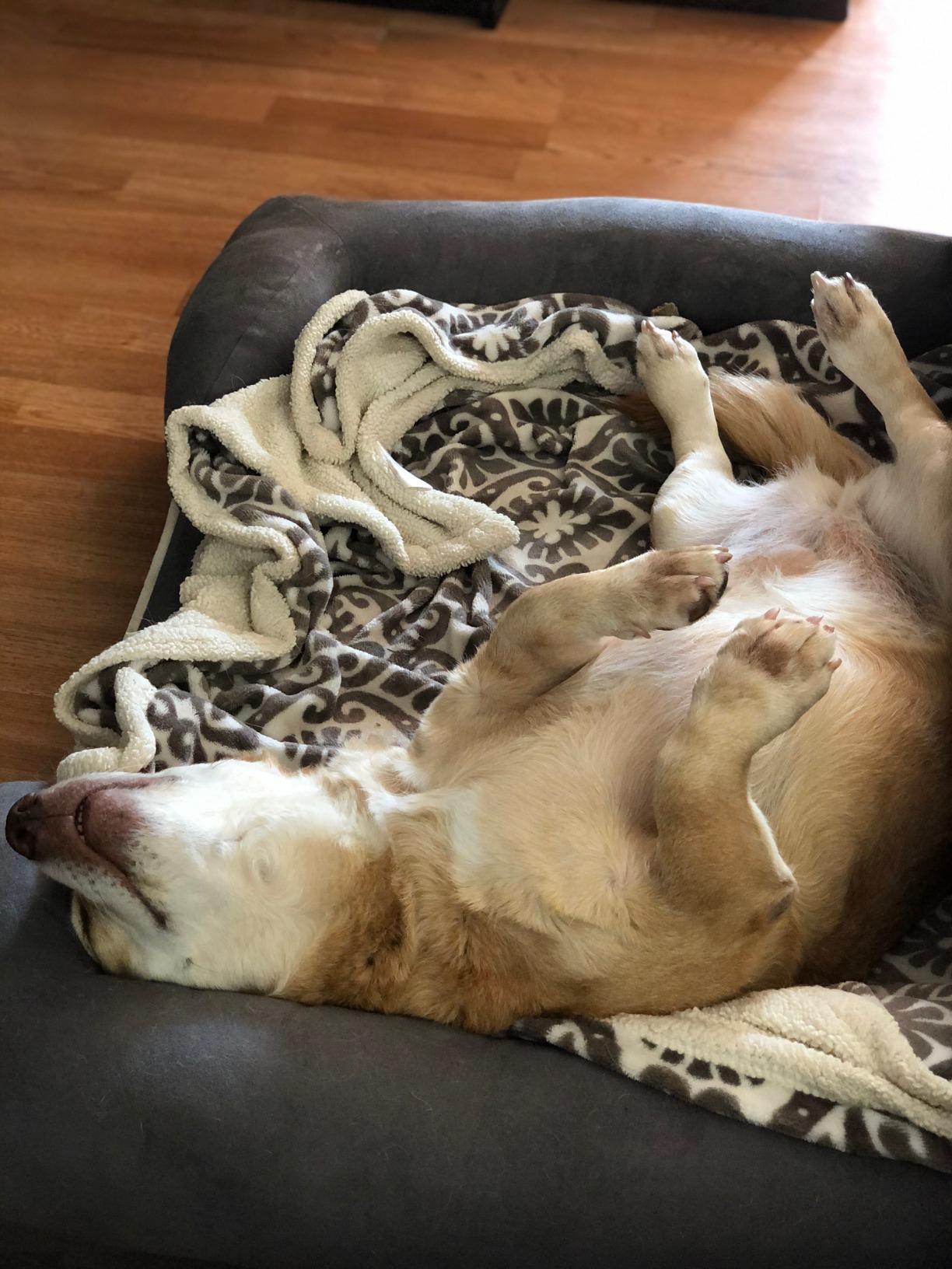 Friends Forever Large Dog Bed Couch, Orthopedic Pet Sofa Memory Foam | Dog Couch with Washable Removable Bed Cover, Non-Slip Bottom, Indoor Calming Chairs Mattress, Chester, Pewter Grey Large customer photo 1