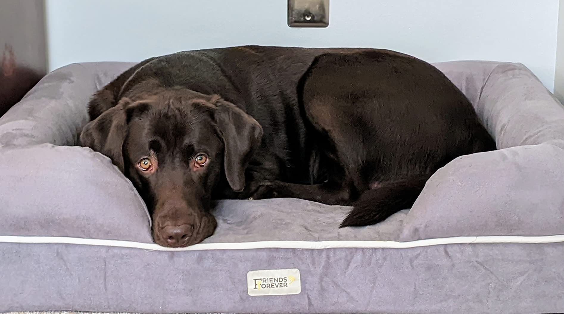 Friends Forever Large Dog Bed Couch, Orthopedic Pet Sofa Memory Foam | Dog Couch with Washable Removable Bed Cover, Non-Slip Bottom, Indoor Calming Chairs Mattress, Chester, Pewter Grey Large customer photo 2