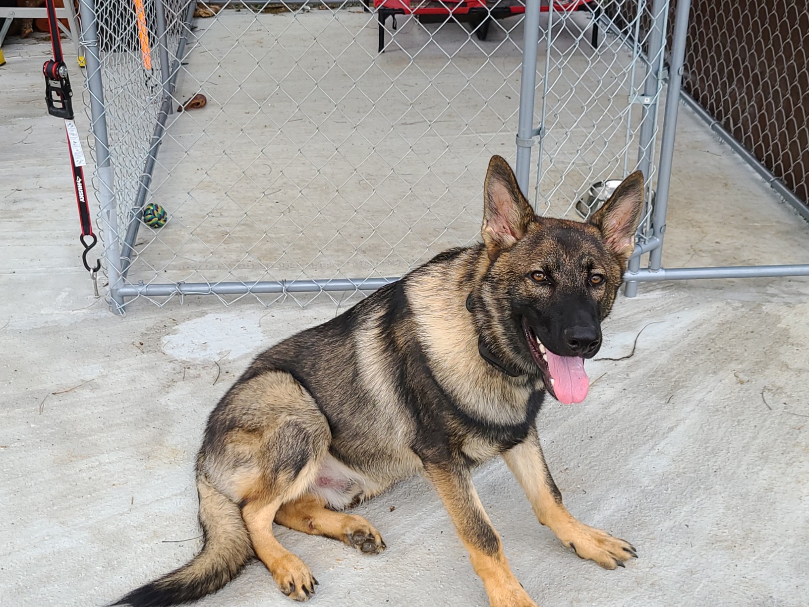 SportDOG Contain + Train System, Fence & Trainer, Up to 1 1/3 Acres customer photo 1