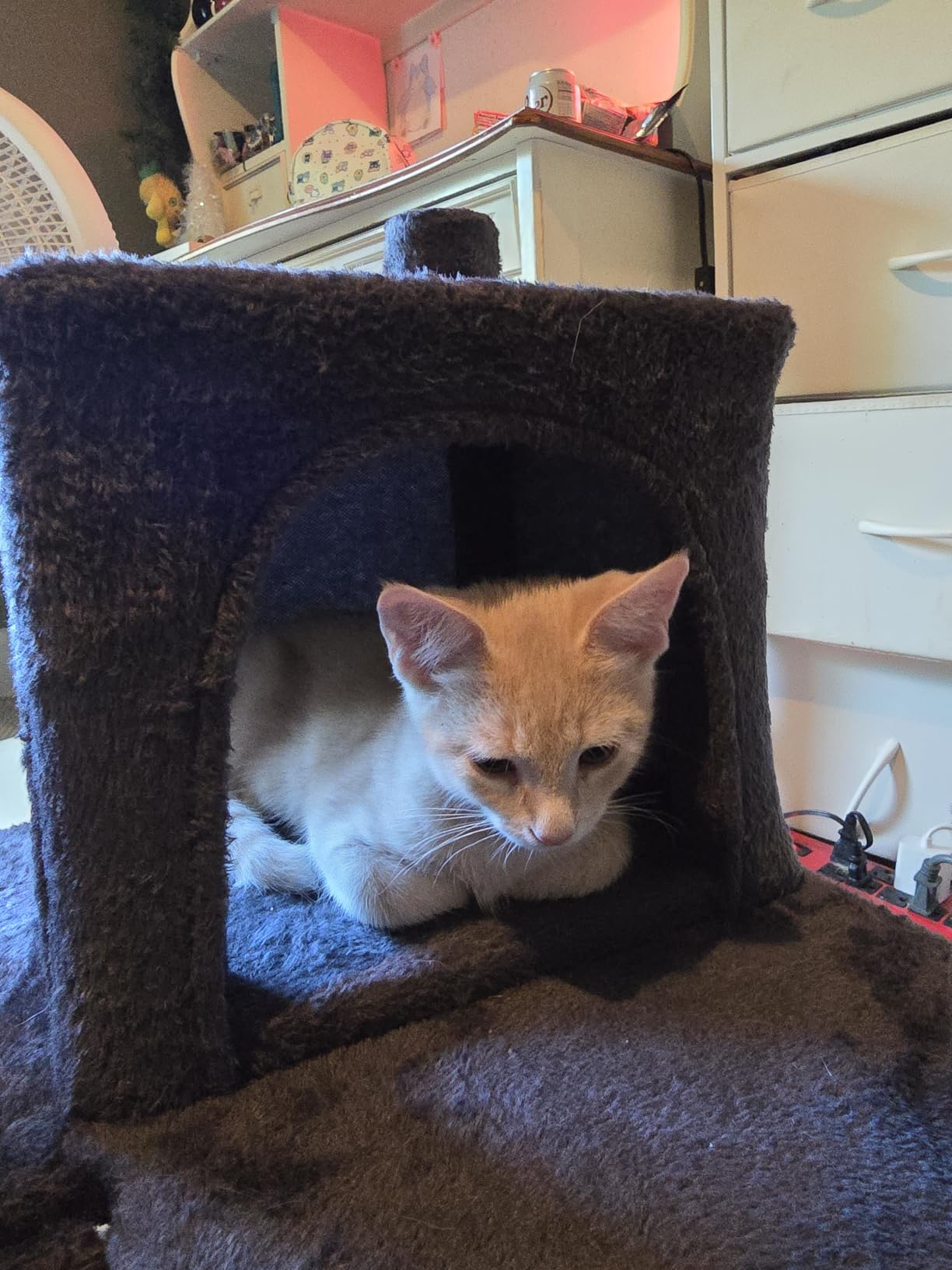 Yaheetech 54in Cat Tree Tower, 2 Caves, Kitten-Ear Perch & Scratching Posts | Multi-level layout, climbing ladder, easy assembly, high pet appeal, total load 66lbs for all indoor cats, dark gray customer photo 2