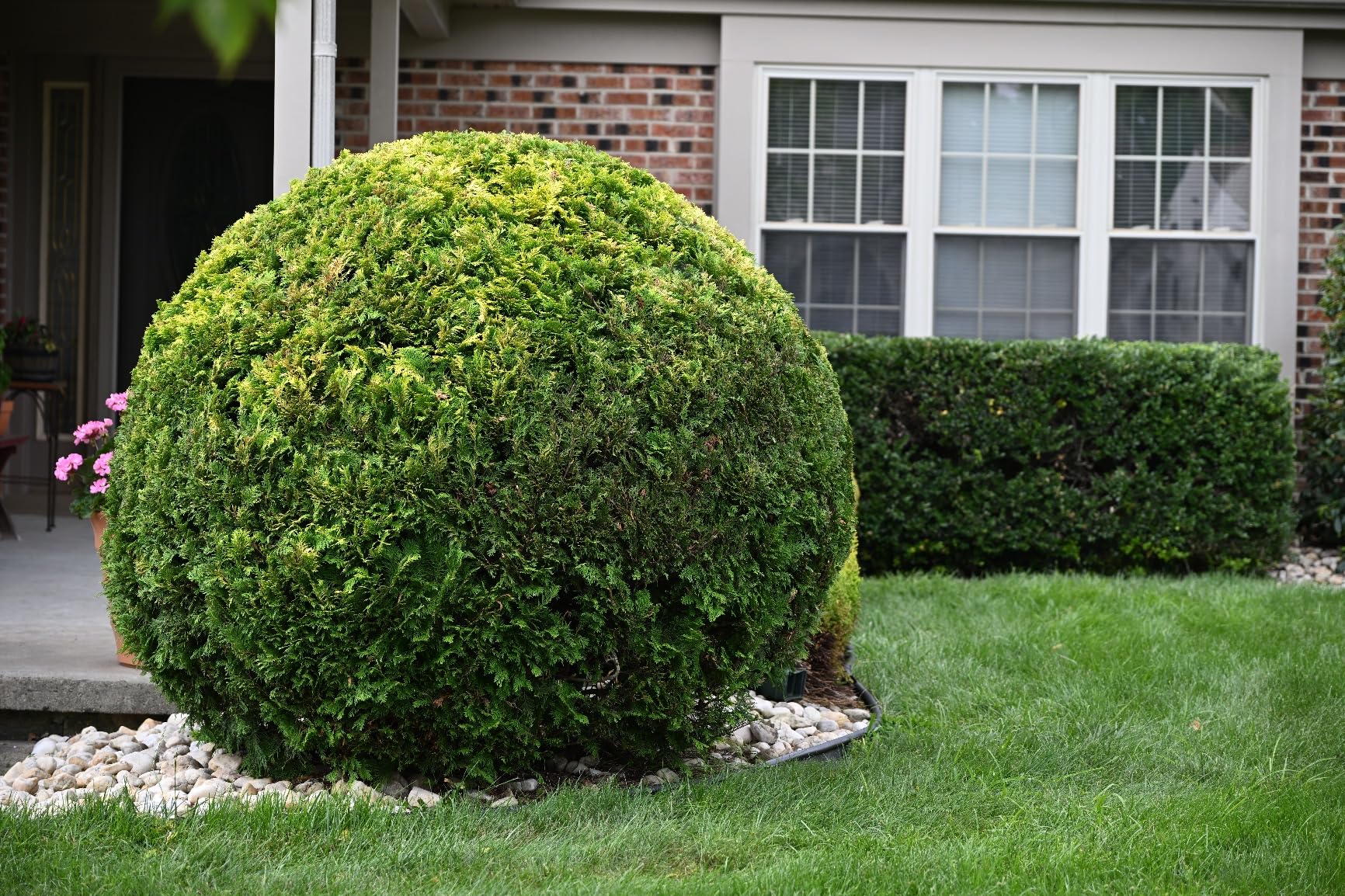 EGO POWER+ Hedge Trimmer Cordless, Electric Hedge Trimmer 24