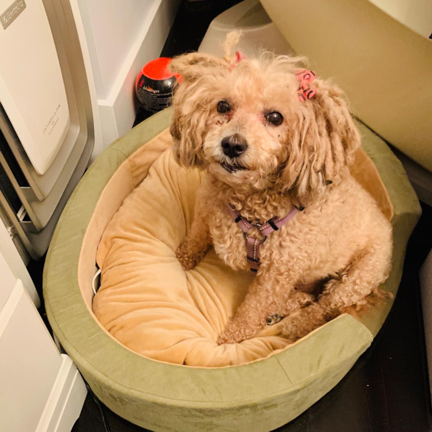 K&H Heated Dog Bed, Thermo-Snuggly Sleeper Indoor, Safety Listed, Medium 6W, 26x20in customer photo 1