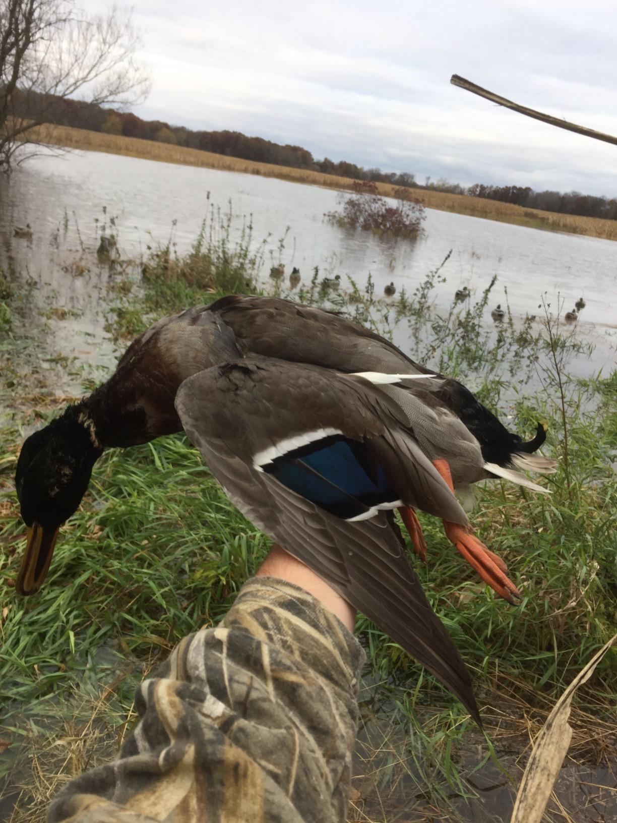 Avery GHG Essential Mallard Duck Decpus - 12 Pack customer photo 1