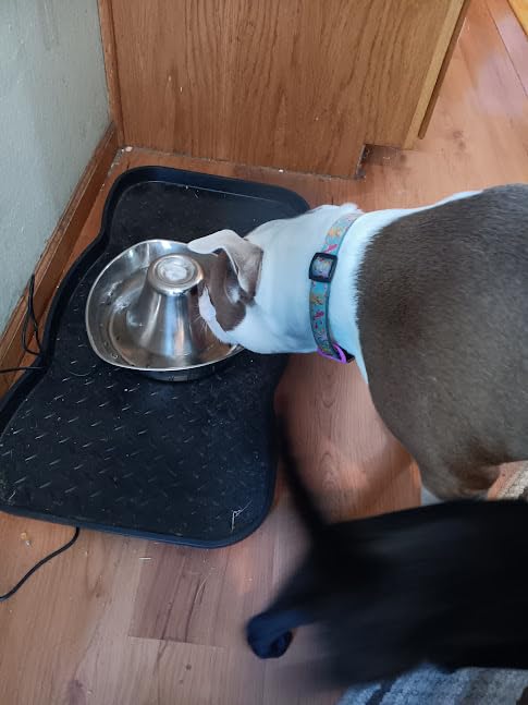 PetSafe Seaside Stainless Cat & Dog Fountain, 60 oz, 2 Filters & Pump | 360-Degree Flow, Triple-Filter with 2.5x More Activated Carbon, Scratch/Rust-Resistant Stainless Steel customer photo 1