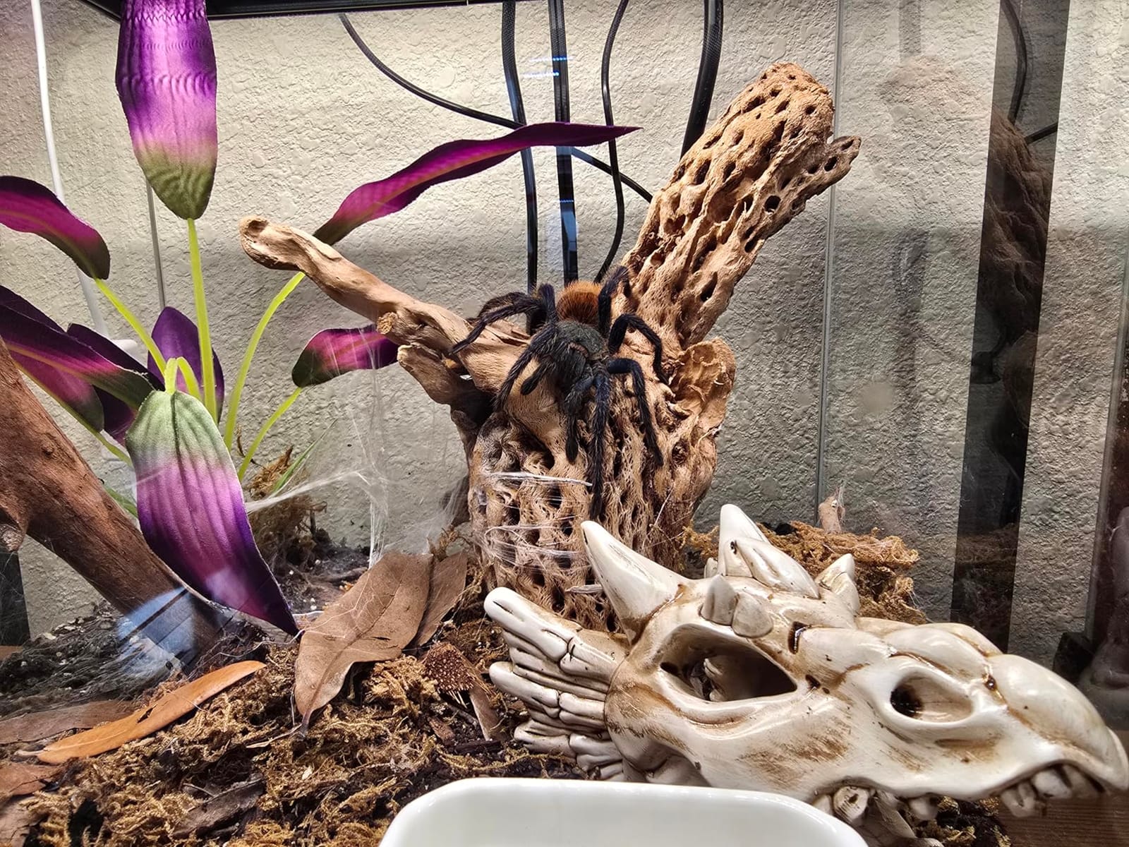 REPTI ZOO Full Glass 15 Gallon Reptile Tank, Medium Reptile Terrarium for Gecko Hermit Crab Hognose Snake etc, Top Screen Ventilation & Feeding customer photo 1