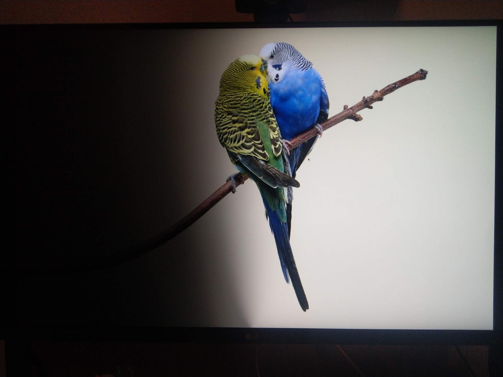 LG 32UN650-W Monitor 32