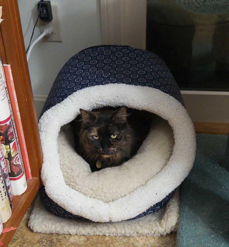 K&H Pet Products Thermo-Pet Cave Heated Cat Bed for Large Cats, Indoor Heated Warming Bed for Dogs & Cats, Covered Cave Pet Tent, Collapsible, Machine Washable, Safety Listed - 17 X 15 X 13in Navy customer photo 1