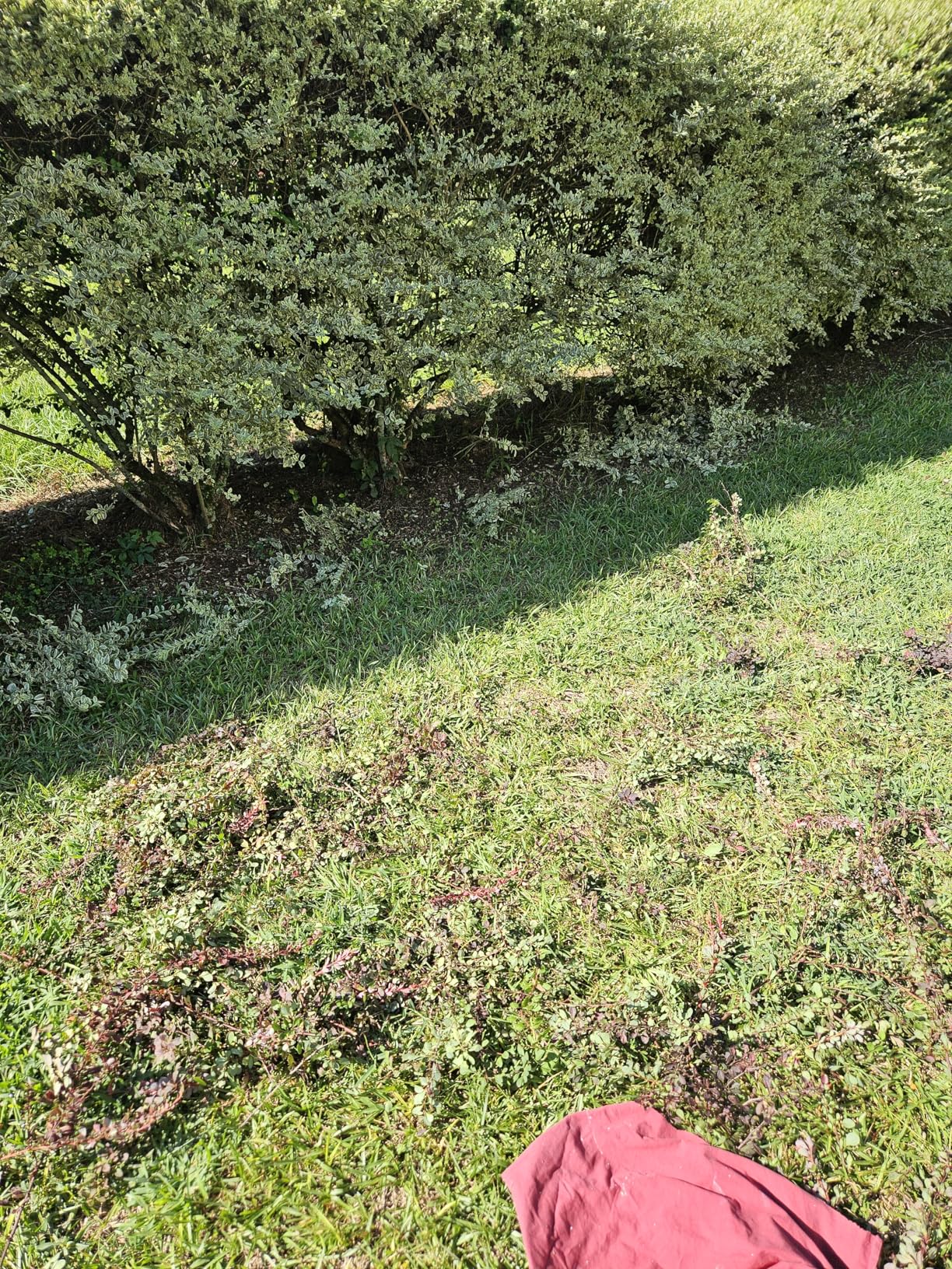 WORKPRO 7.2V Cordless Grass Shear & Shrubbery Trimmer | 5.9