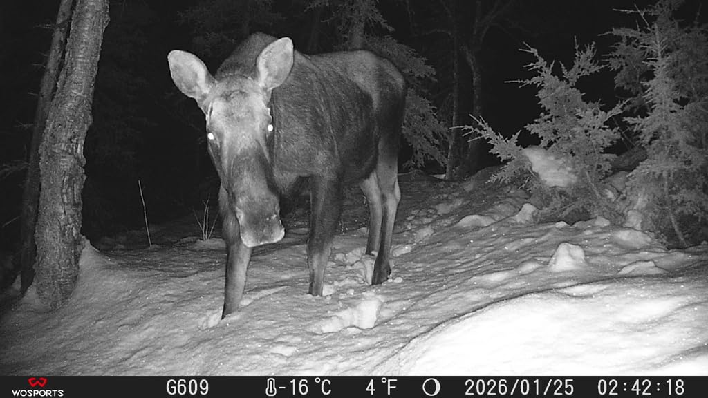 WOSPORTS Trail Camera(Non-Cellular Non-WiFi) 64MP 4K 0.2S Trigger Motion Activated,Game Camera with No-Glow Night Vision 2.0''LCD 120°Wide for Outdoor Scouting Wildlife Monitoring Home Security customer photo 2