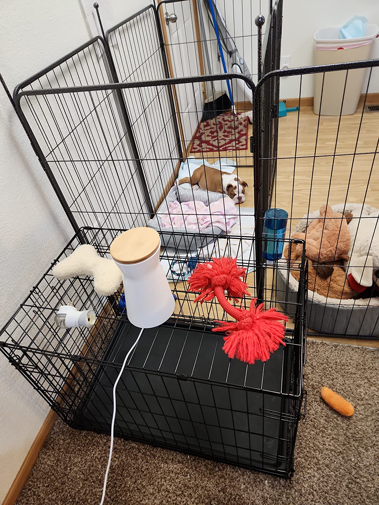 Furbo 360° Dog Camera [No Monthly Fee] | 360° Rotating Live View, Barking Alerts, Treat Toss, 2-Way Audio, Night Vision, Smart Home Puppy Monitoring, No AI Alerts customer photo 2