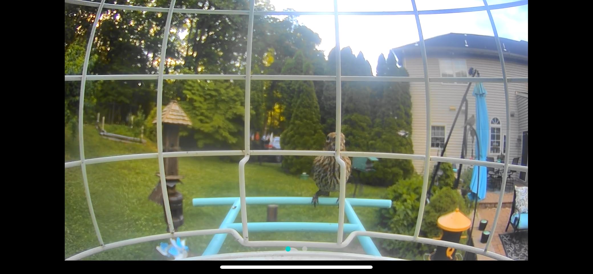 NETVUE by Birdfy Smart Bird Feeder with 2K HD AI Camera, Solar Powered | Auto Record & Notification, Accurate AI Bird ID, Free Cloud Storage, Share with 20+ Members, Work with Alexa customer photo 1