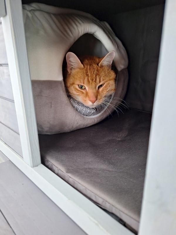 Aivituvin Heated Cat House with Heating Pad Insulated Liner, Large Heated Feral Cats Shelter, Weatherproof Cat Condos for Outdoor Indoor Cats customer photo 2