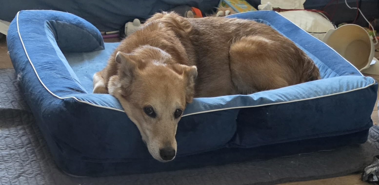 Extra Large Dog Bed, Orthopedic XL Dog Bed with Cooling Gel Memory Foam, Waterproof Pet Bed with Removable Washable Cover, 42