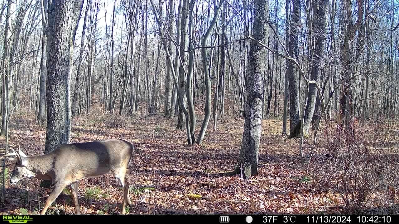 TACTACAM Reveal X 3.0 Cellular Trail Camera, Night Vision, Waterproof customer photo 2