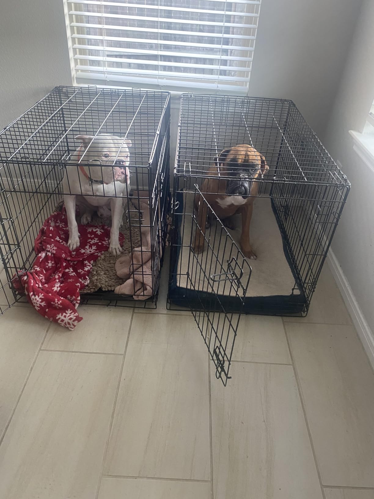 Yaheetech 42inch Double Door Dog Crate w/Divider, Collapsible Metal Kennel | Heavy-duty Sturdy Metal Frame, Easy Assemble, Fold Up for Travel, Removable Tray, Ideal for Puppies, Medium to Large Dogs customer photo 1