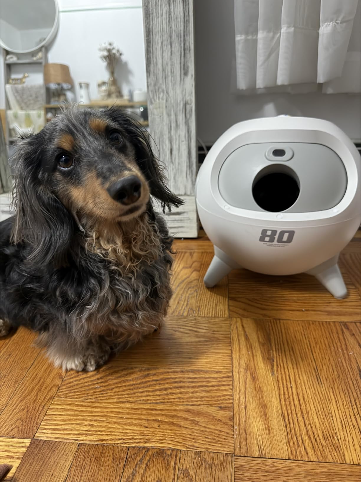 uahpet Automatic Ball Launcher for Dogs with Obstacle Detection, 20ft-80ft Adjustable Distances Ball Thrower Launcher for Medium & Large Dogs, with 4 Balls (2.5 inches) customer photo 1