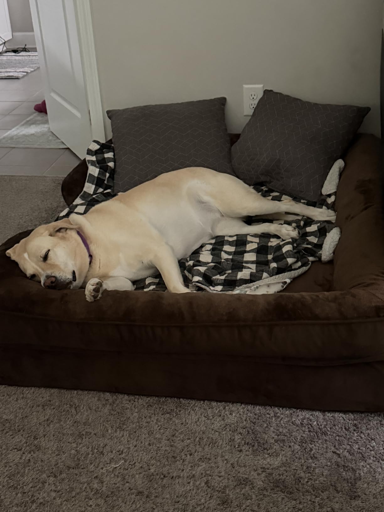 NOAH & PAW Giant Dog Bed XXL, 55x45x11 Inch, Orthopedic Dog Beds, Eggshell Memory Foam Infused with Cooling Gel, Inner Cover, Water Resistant, Machine Washable (Velvet Sofa Collection) customer photo 2