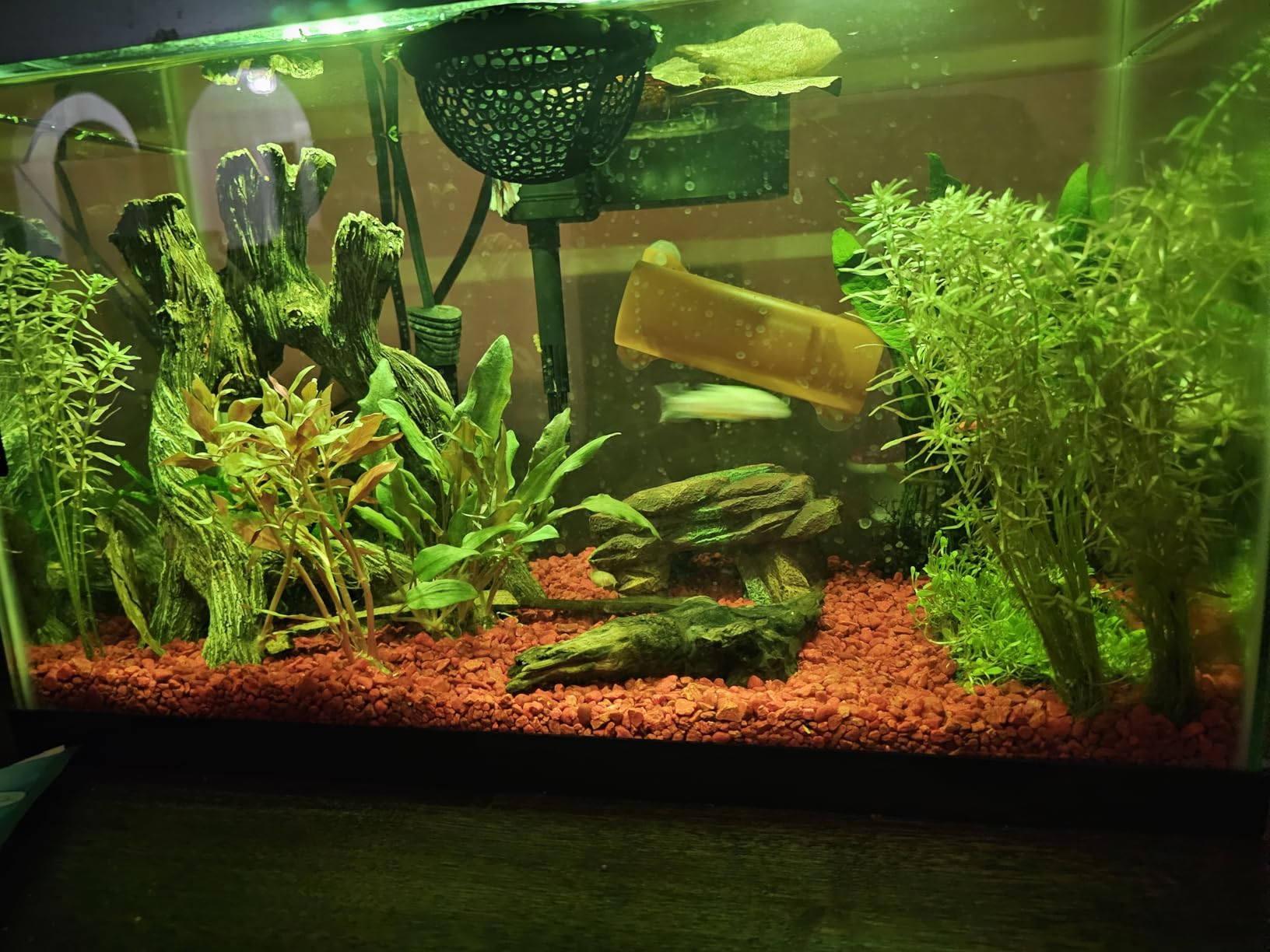 Aqueon Aquarium Starter Kit with Smart Clean Filtration and LED Lighting, 10-Gallon customer photo 1
