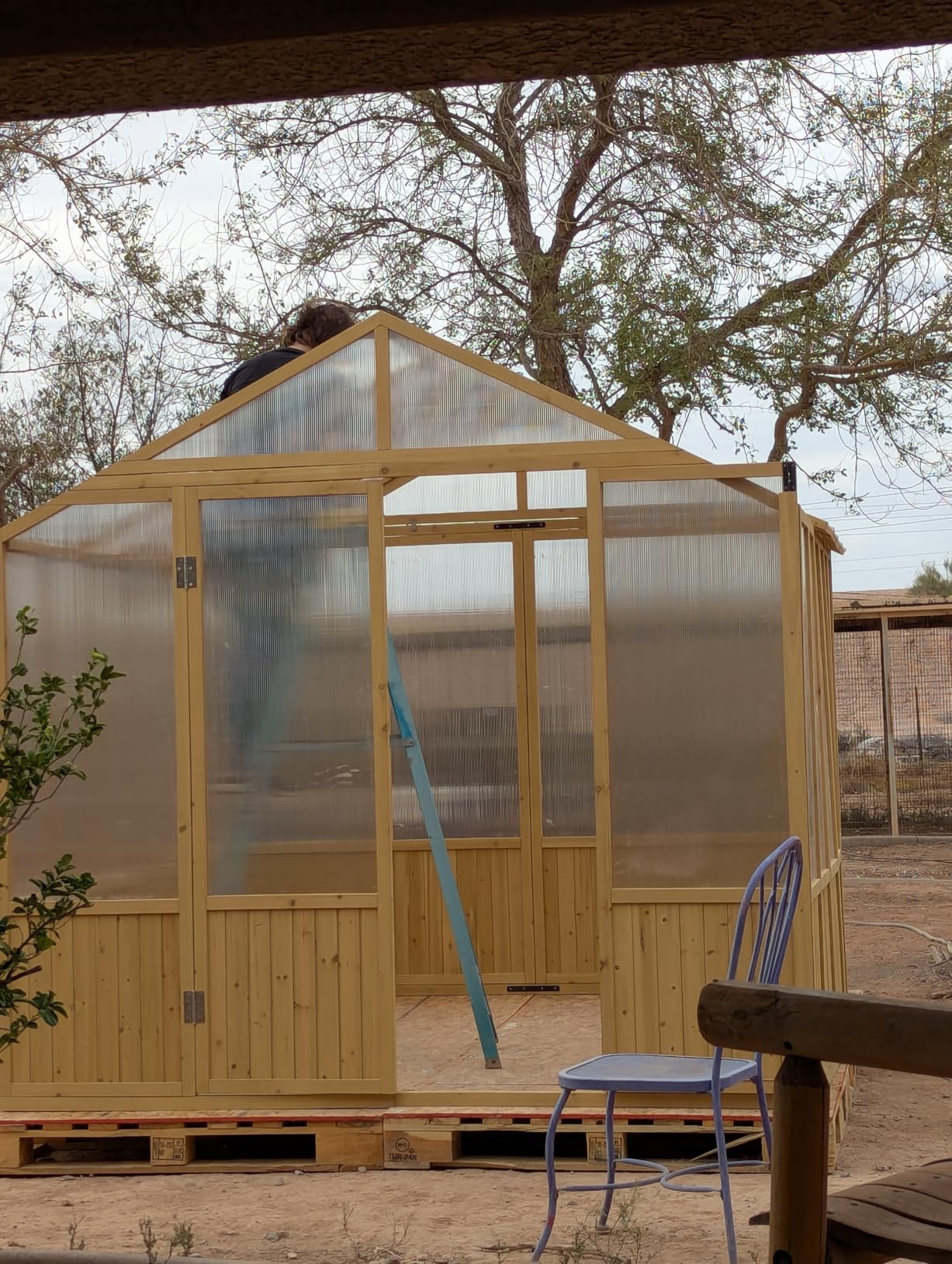 Jocisland 8x9.5x7.5 Ft Wooden Greenhouse, Pre-Assembled Solid Cedar Frame, Walk-in Design, Lockable Door, Adjustable Roof Vents, Polycarbonate Panels for Outdoor, Garden, Backyard customer photo 2