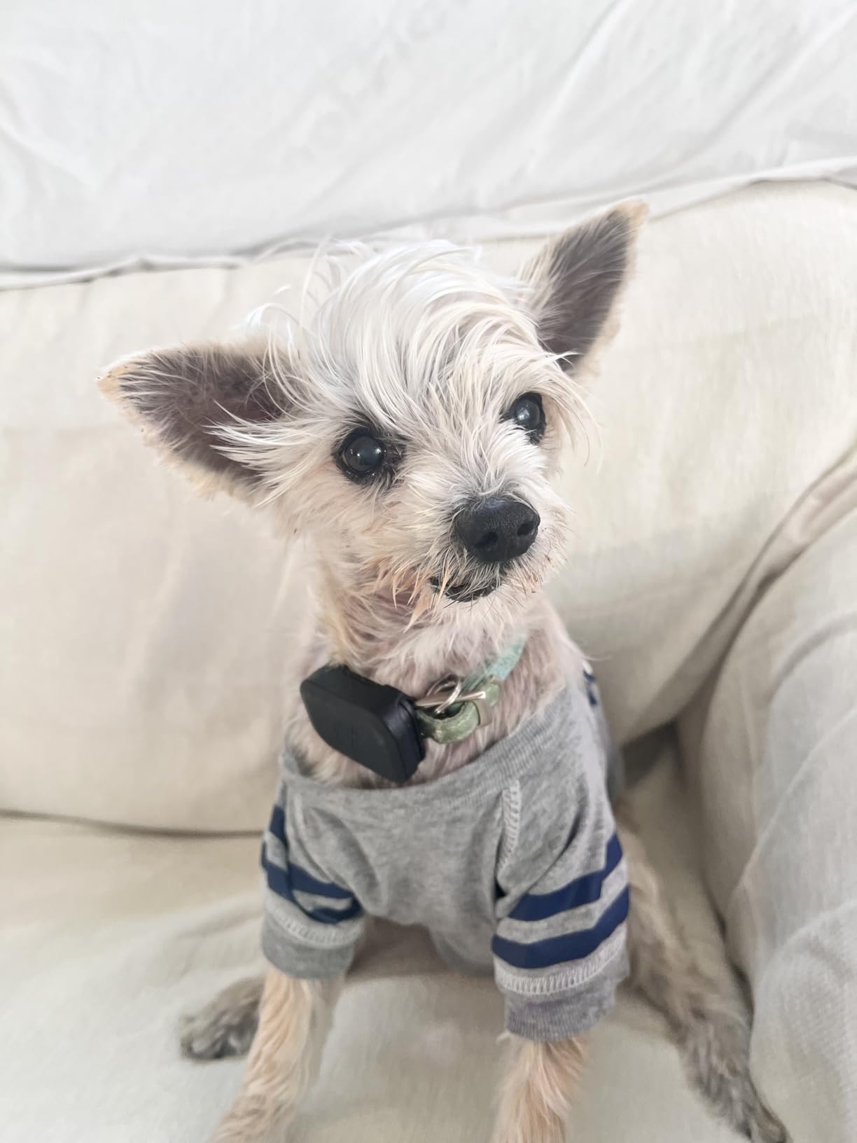 Fi Mini Attachable GPS + Health Tracker for Dogs, 6-Month Membership | Smart GPS collar attachment with virtual fences, escape alerts, health and step tracking. Lightweight and waterproof. customer photo 2