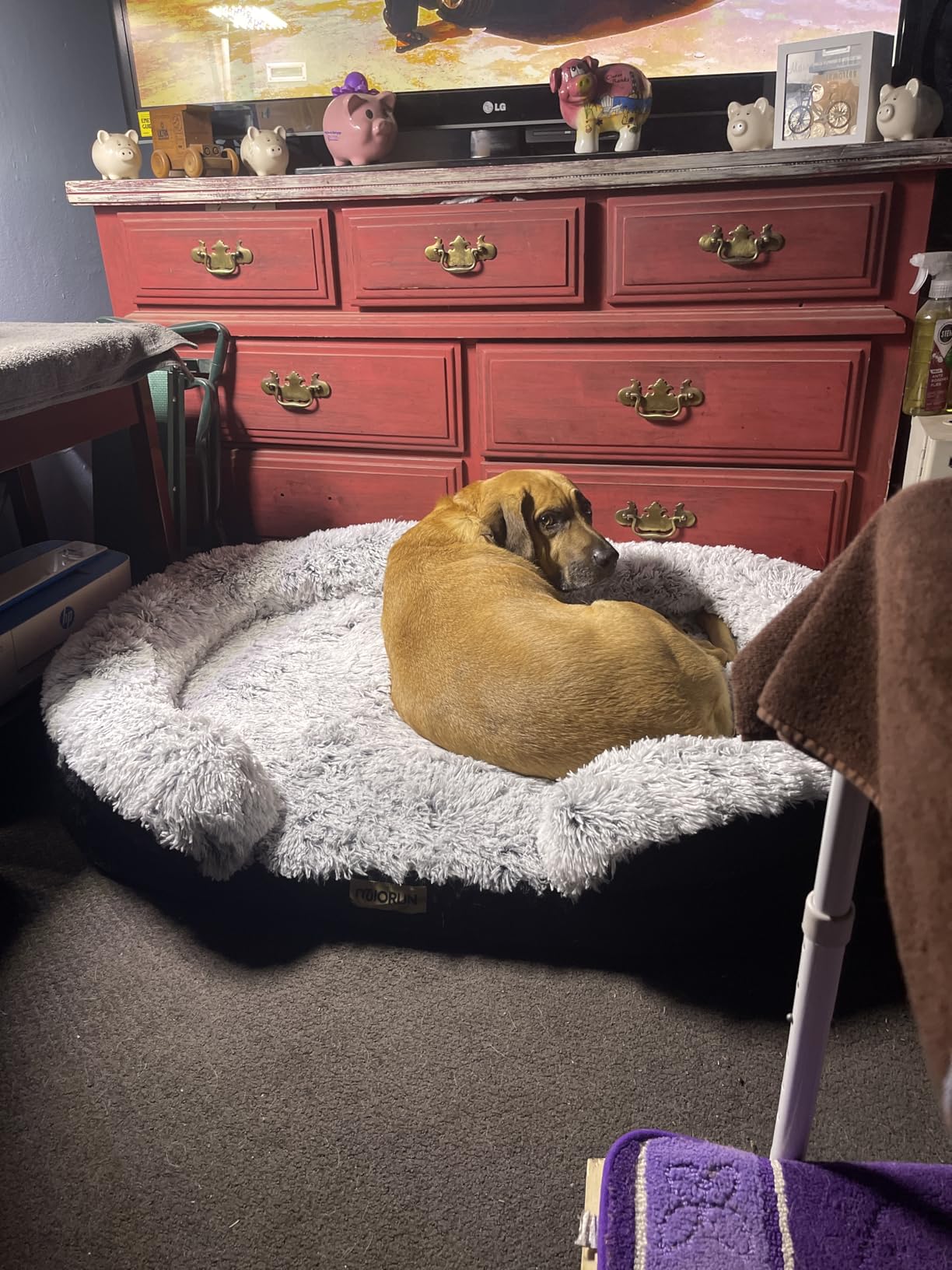 Fluffy Orthopedic Dog Bed for Large & Extra Large Dogs, Calming Plush Sofa Bed with Curved Bolster Support and Egg-Crate Foam Base, 43