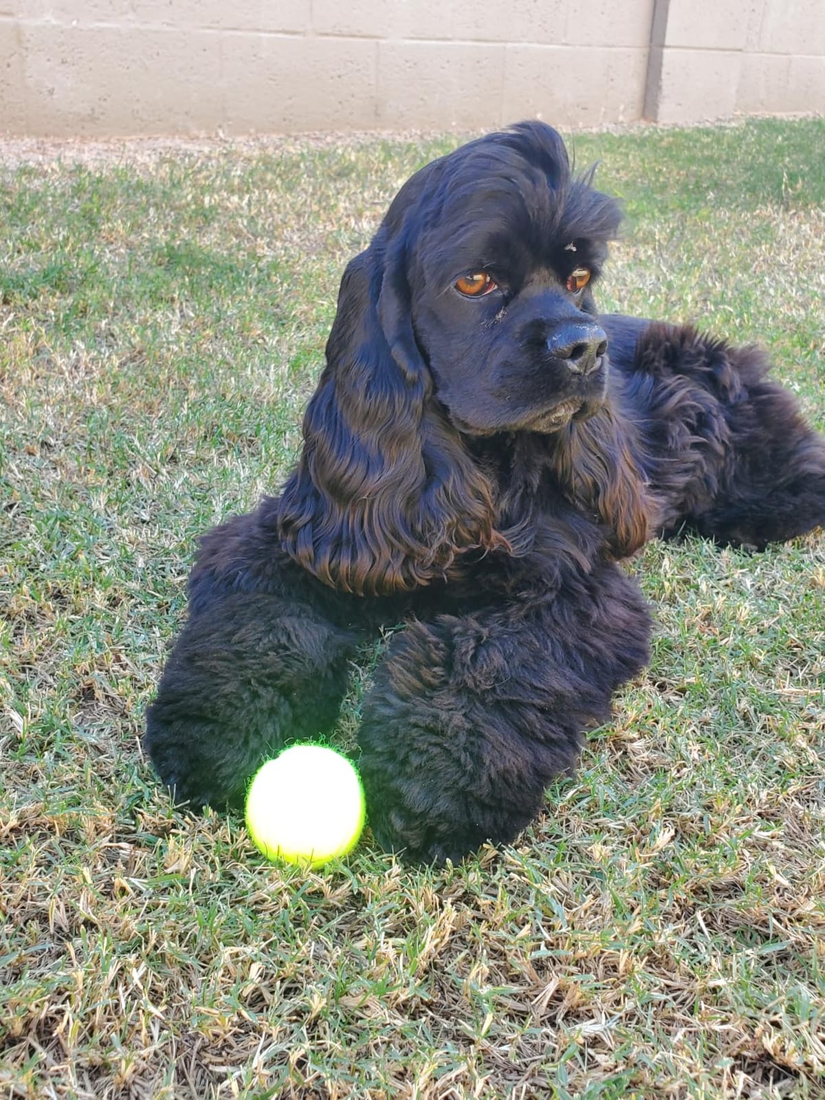 Automatic Dog Ball Launcher, Dog Ball Throw Launcher, 3 Adjustable Distance 20-45FT, with 6 2.3-inch ETPU Balls, for Small/Medium Dogs, Outdoor Interactive Toys customer photo 1