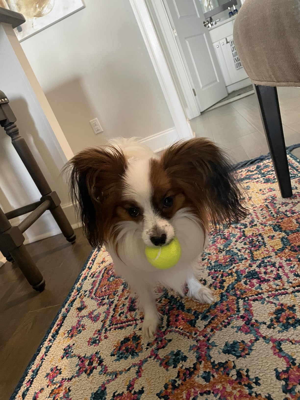 Automatic Dog Ball Launcher, Dog Ball Throw Launcher, 3 Adjustable Distance 20-45FT, with 6 2.3-inch ETPU Balls, for Small/Medium Dogs, Outdoor Interactive Toys customer photo 2