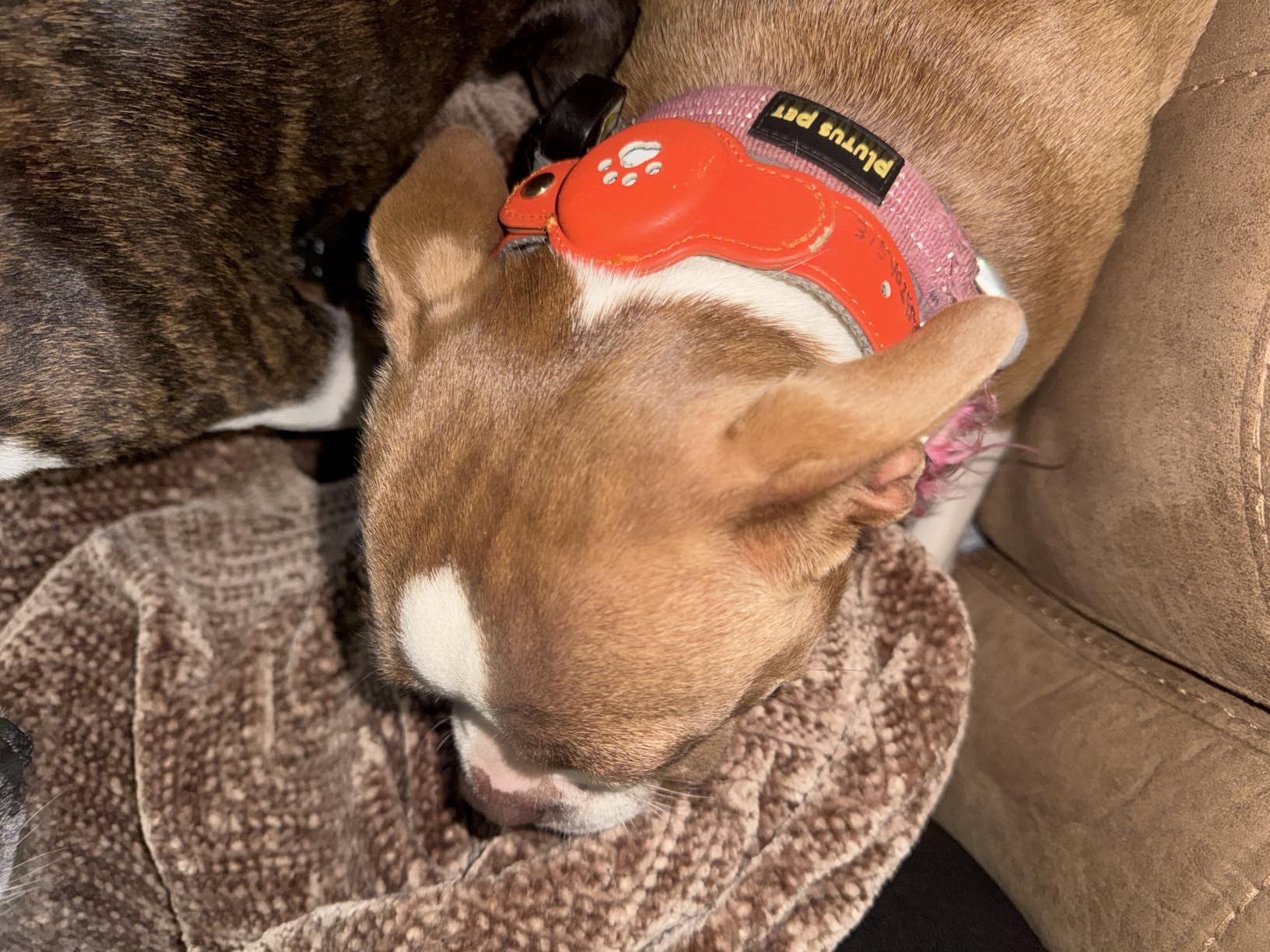 New GPS Tracker for Dogs: Smart Pet Collar with Real-Time Tracking, No Monthly Fee/Subscription (iOS & Android) Waterproof, Anti-Lost, 365-Day Long Battery Life GPS Tracker Dog Collar (Tracker Included) customer photo 1