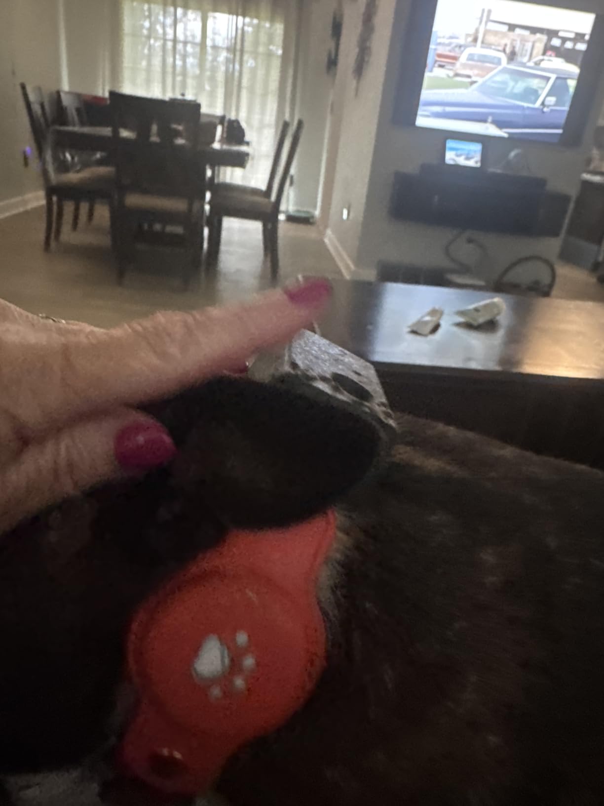 New GPS Tracker for Dogs: Smart Pet Collar with Real-Time Tracking, No Monthly Fee/Subscription (iOS & Android) Waterproof, Anti-Lost, 365-Day Long Battery Life GPS Tracker Dog Collar (Tracker Included) customer photo 2