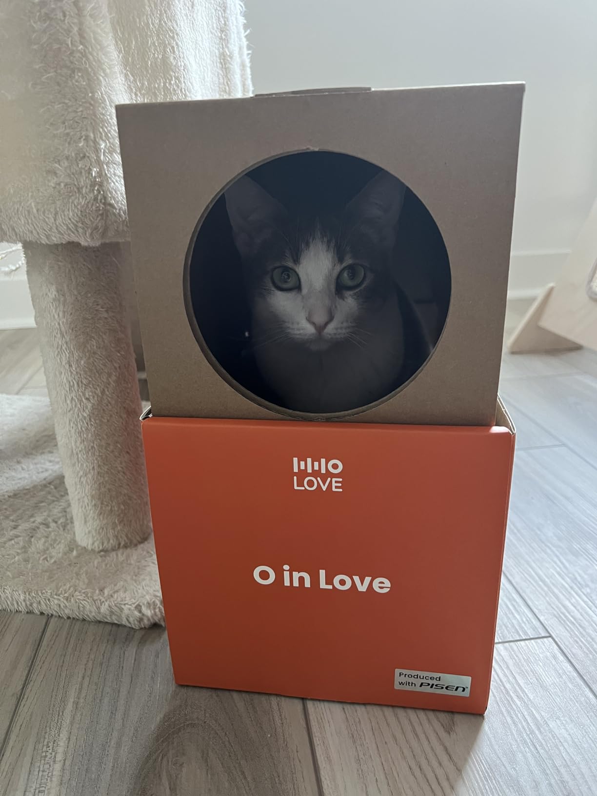 Yuno AI Smart Automatic Cat Feeder with 2K 360° Camera Auto-Track, AI Health Insights, Two-Way Audio, Night Vision Camera, 2.4G&5G WiFi, Small Dog Feeder, 5L customer photo 1