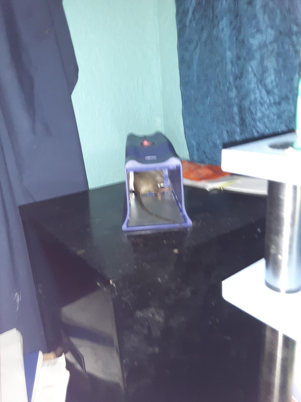 Victor Rat Zapper Classic Indoor Electronic Mouse and Rat Trap - 1 Electric Trap - RZC001-4 - Kill Up To 20 Rats - Easy to Use - LED Light Catch Alerts - Humanely Kill Mice and Rats - No See, No Touch customer photo 1