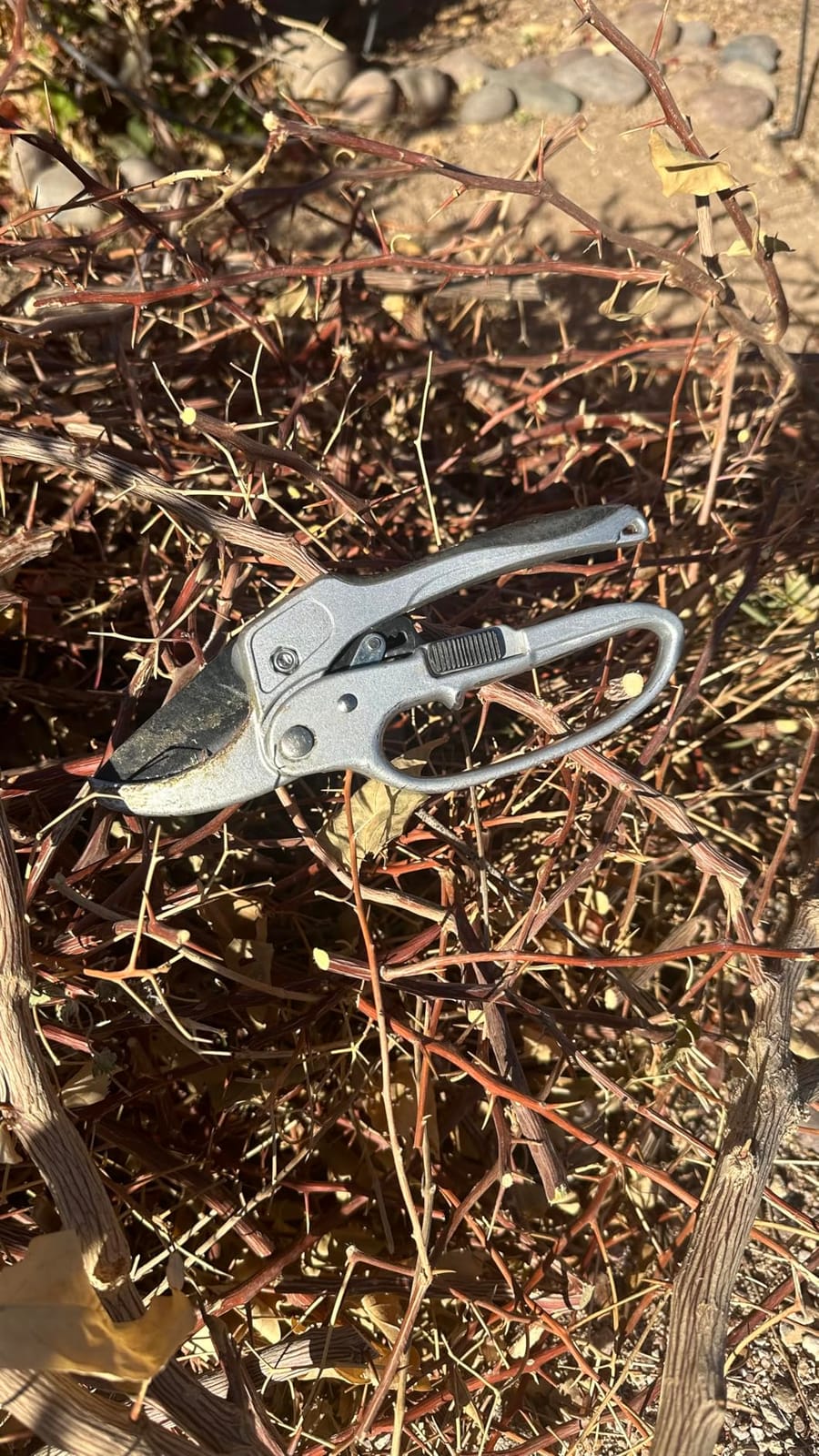 The Gardener's Friend Heavy Duty Ratchet Pruning Shears, Anvil customer photo 1