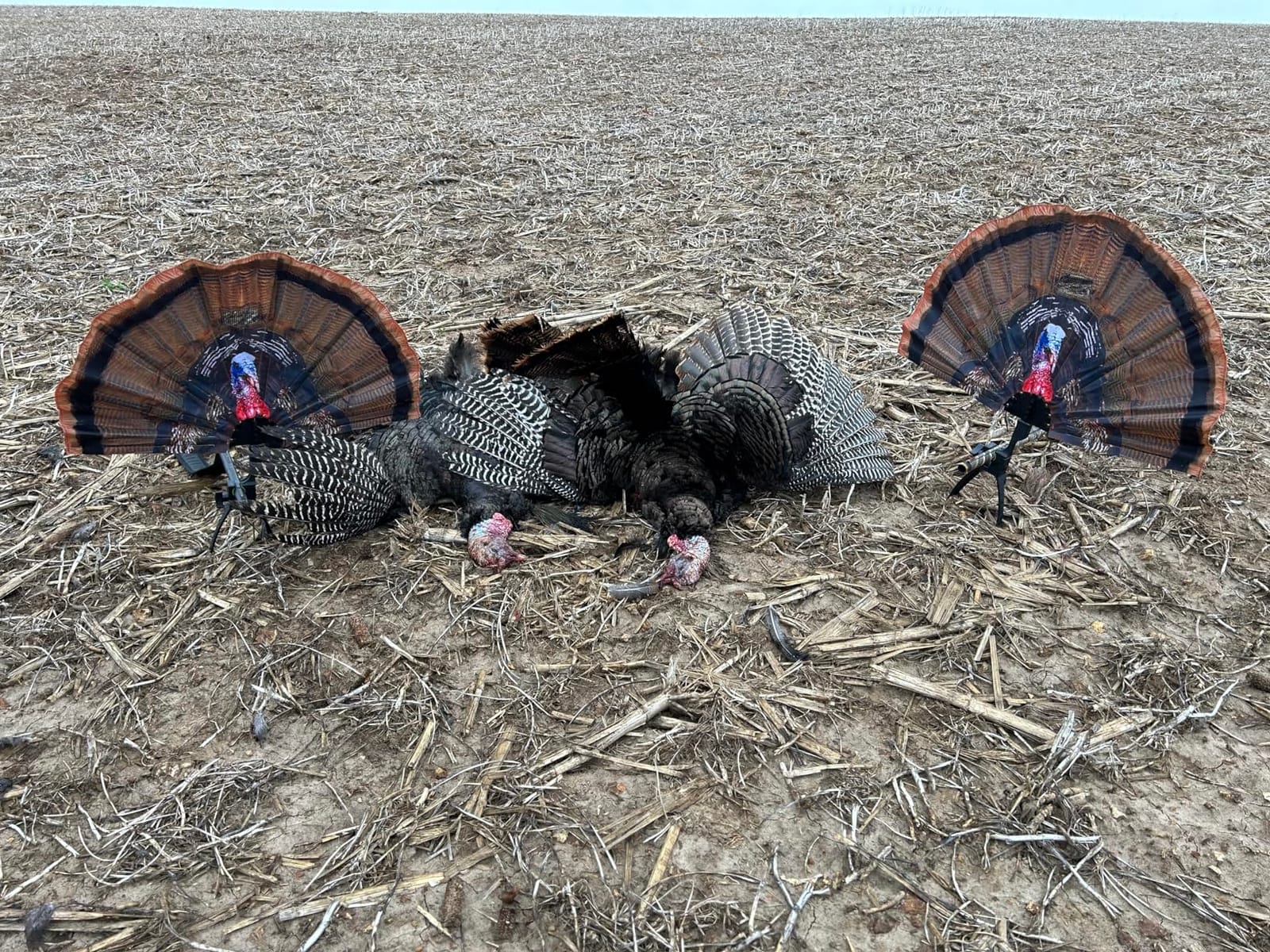 MOJO Outdoors Tail Chaser Max Turkey Fan Hunting Decoy customer photo 1