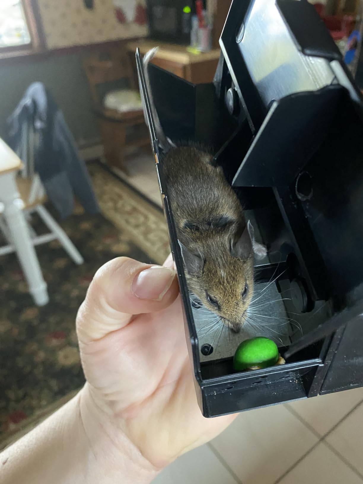 Victor M250S Indoor Humane Electronic Mouse Trap - No Touch, No See Electric Instant Kill Mouse Trap - 4 Traps customer photo 2