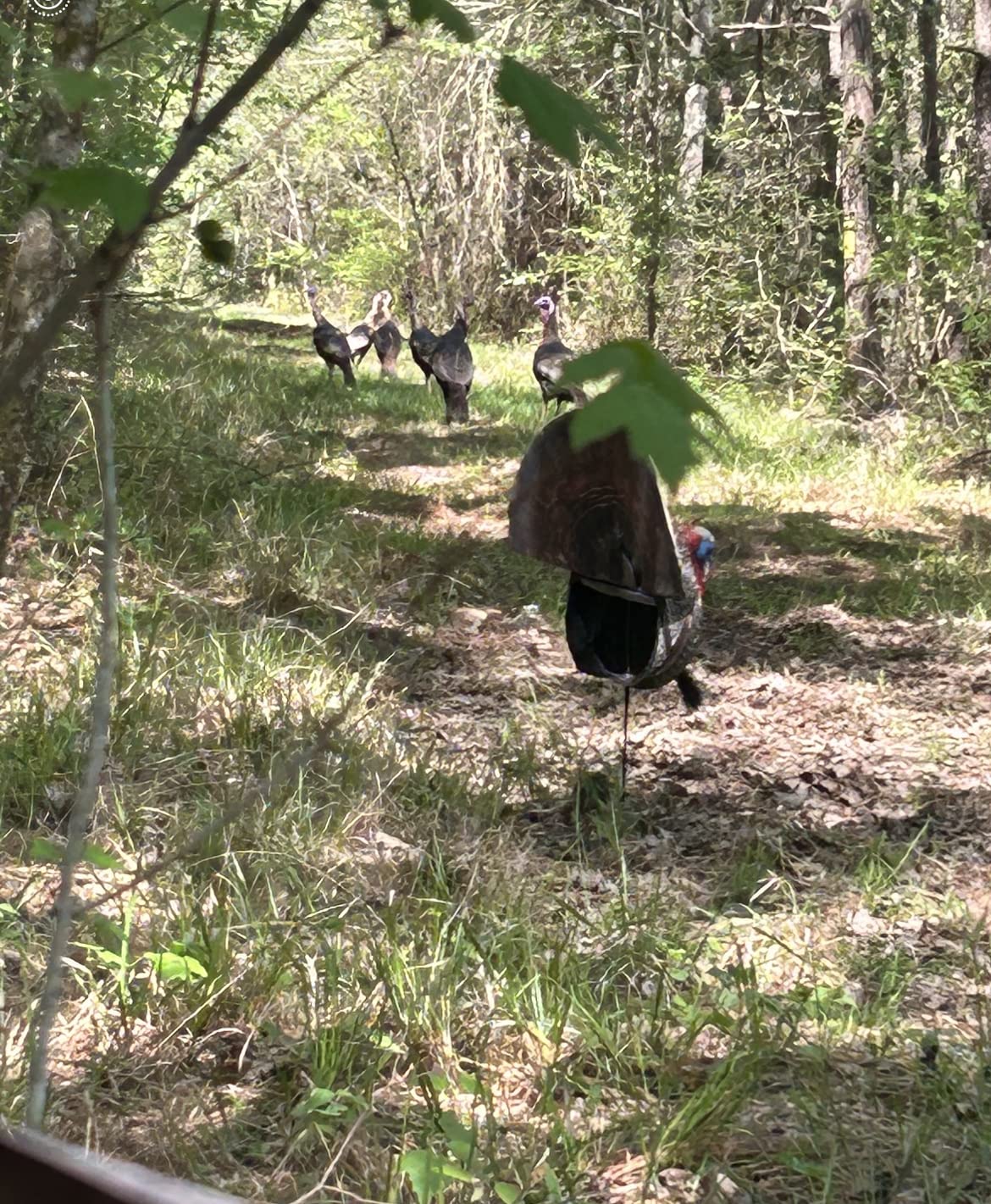 The Grind Turkey Decoys, Durable and Lifelike Turkey Decoy, Grind Reaper Quarter Body Strutter,Brown customer photo 1