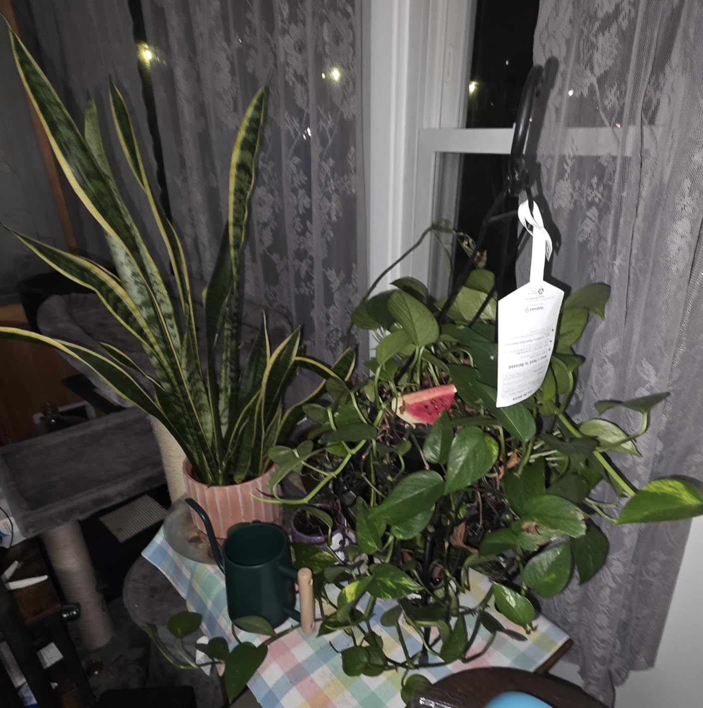Watering Can for Indoor Plants, 35 oz/1000 ml Metal Stainless Steel Pot with Long Spout for House Plants Bonsai Outdoor Garden Flower Decorative (Black) customer photo 1