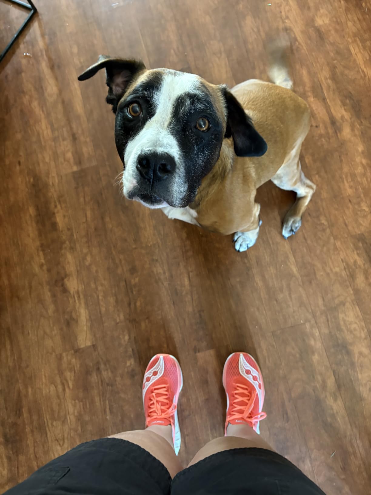Saucony Women's Endorphin PRO 4 Sneaker customer photo 2