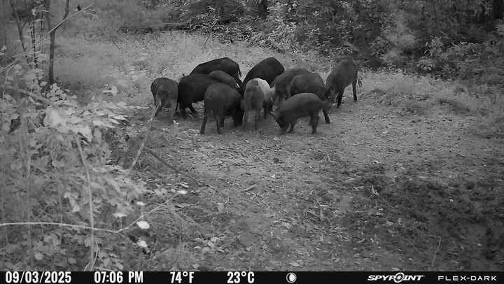 SPYPOINT Flex-Dark Twin Solar Cellular Trail Camera, No Glow Night Vision customer photo 2