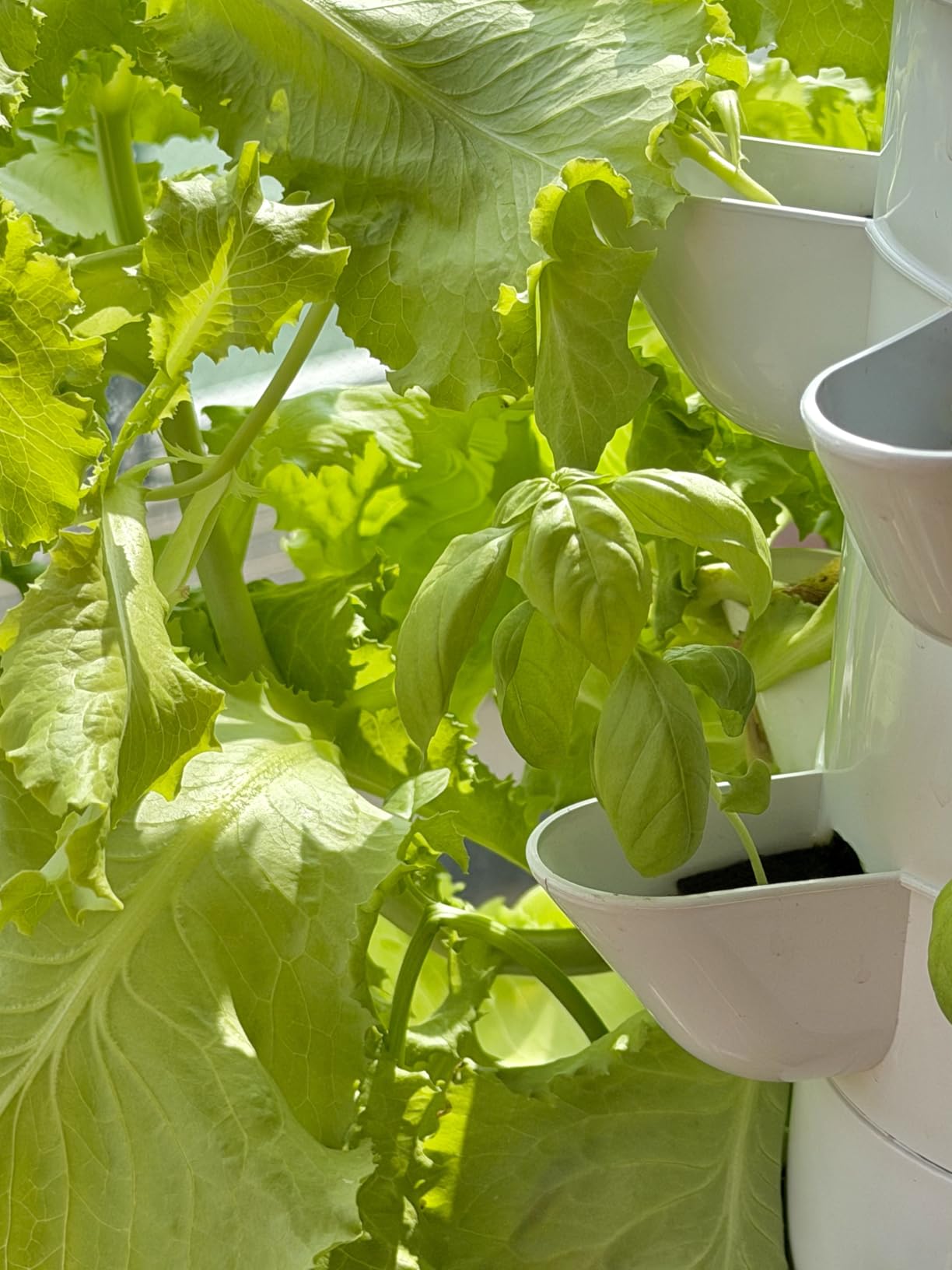 Hydroponics Growing System, 30-Plant Indoor Hydroponic Tower with Pump System, Plants Germination Kit, Smart Aeroponic Herb Garden, Vertical Hydroponic System for Gardening Lover (No Seed) customer photo 2