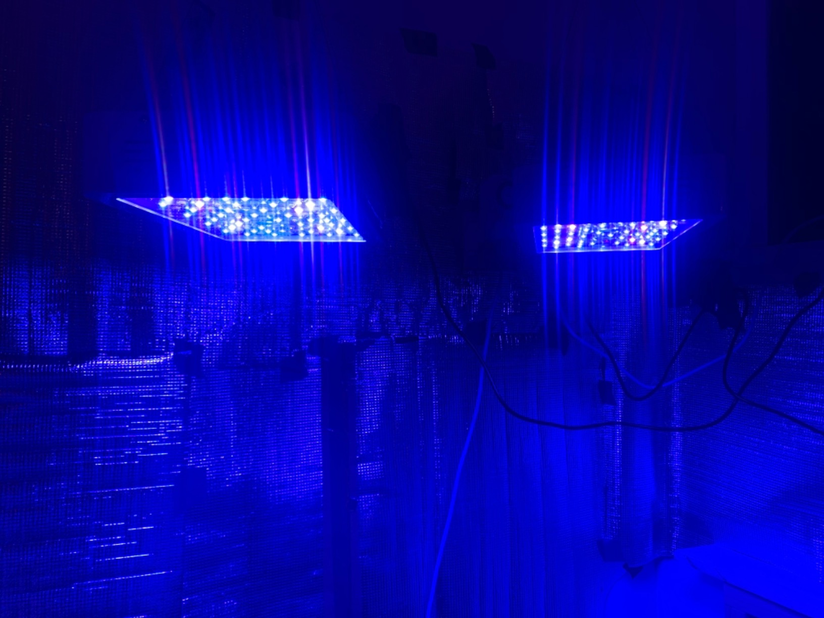 KingLED KP1000 Grow Light for Indoor Plants, Fits 2x2, 2x3 & 2x4 ft Tents customer photo 2
