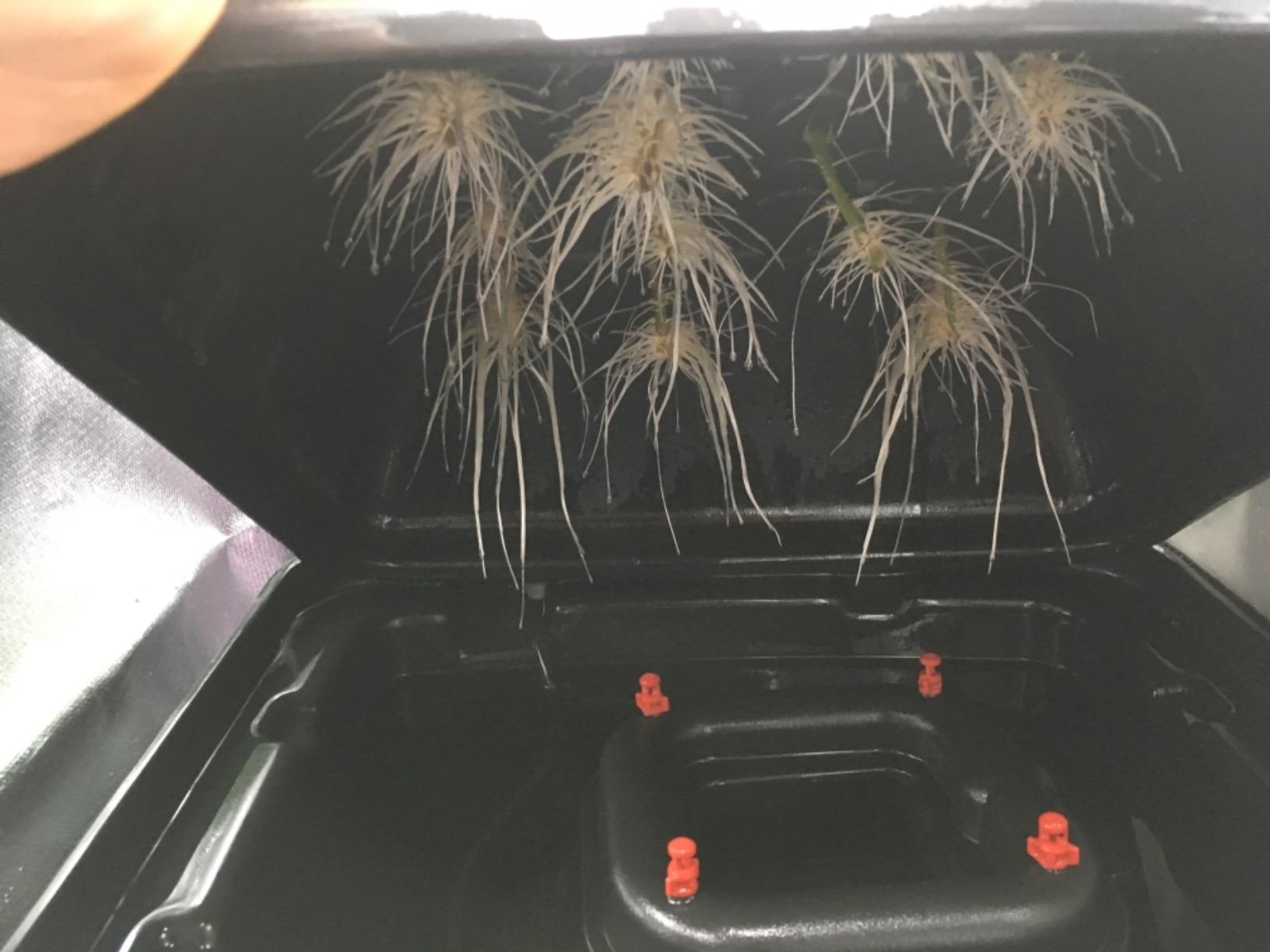 EZ Clone 16 Cutting Cloning System customer photo 2